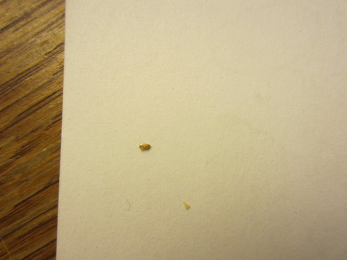 bed bug nymph or wood lice? [a: booklouse] Â« Got Bed Bugs? Bedbugger ...