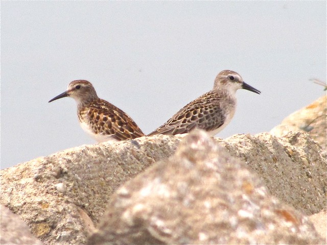 Semipalmated and Least Sandpiper at Gridley Wastewater Treatment Ponds in McLean County, IL 03