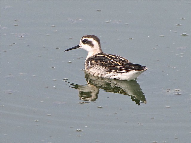 Red-necked Phalarope at Gridley Wastewater Treatment Ponds 110