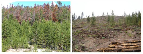 Saphhire Point above the Lake Dillon watershed in Summit County on the White River National Forest, Dillon Ranger District.   The left photo illustrates what the area looked like before treatment (heavy beetle kill). On the right is the area after treatment,  which will help prevent watershed damage in the advent of a fire. 