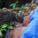 20120929 ECO grey cat posted by chipmunk_1 to Flickr
