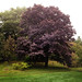 Acer plantanoides 'Crimson King' posted by Arnold Arboretum to Flickr