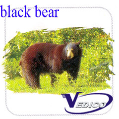 black bear