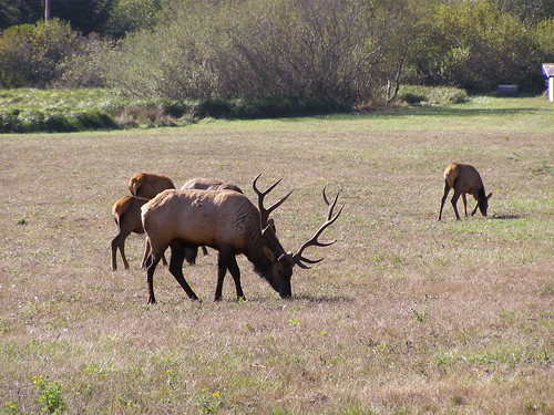 Resident Roosevelt elk roam freely in the pastures, woodlands, and wetlands of the Dean Creek Elk Viewing Area. Oregon’s largest land mammals, adult bulls may weigh as much as 1,100 pounds and stand 5 feet at the shoulder. (NPS Photo)