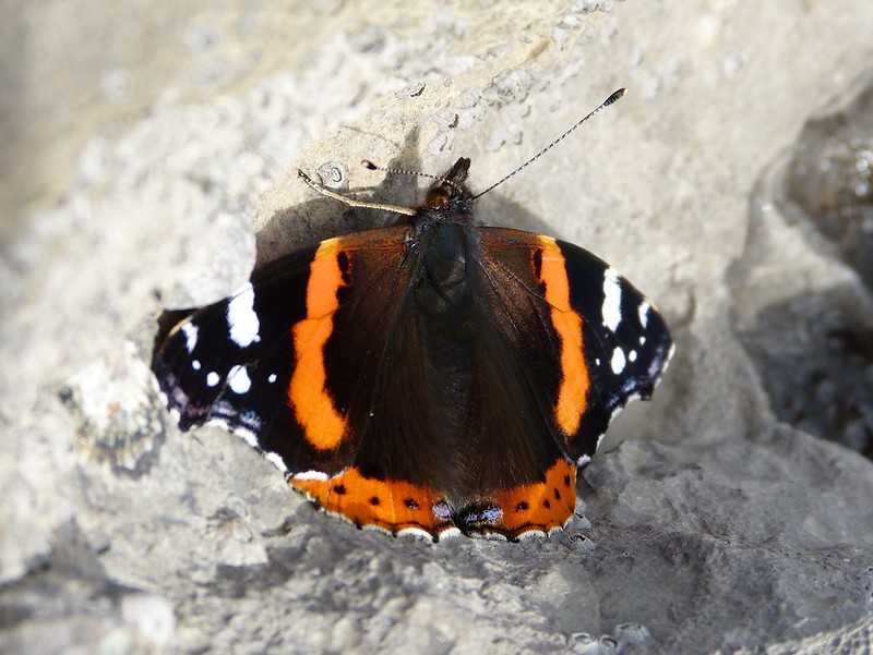 28789 - Red Admiral, Mumbles