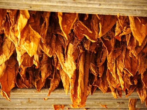 Drying Tobacco Leaf, Cigar Factory, Breña Alta, La Palma