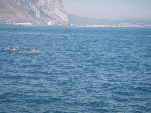 Dolphins & the Rock