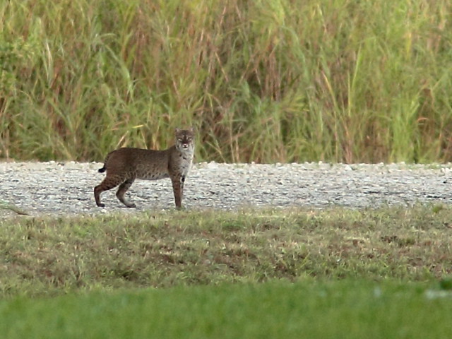 Bobcat 2-20121005