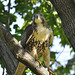 Immature Red Tail posted by Ol' Mr Boston to Flickr