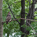 City hawk posted by bill_comstock to Flickr