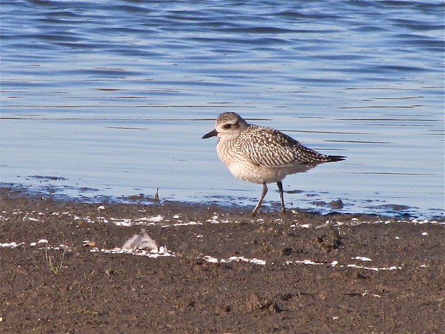 Black-bellied Plover at Evergreen Lake in McLean County 04