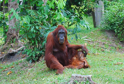 orangutan at Tanjung Putting National Park Indonesia (18)