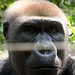 Mefou Primate Sanctuary impressions, Cameroon - IMG_2509_CR2_v1