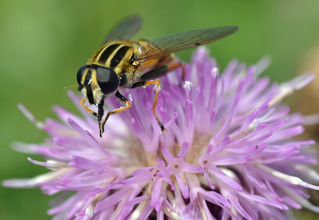 Helophilus spp on a thistle flower