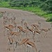 Etosha National Park impressions, Namibia - IMG_3067_CR2_v1