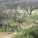 Etosha National Park impressions, Namibia - IMG_3289_CR2_v1