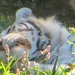 Tigers_027 posted by *Ice Princess* to Flickr