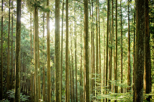 Sugi Forest