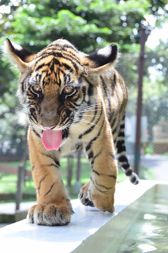 7936211782 59a543b6f2 Are Thailands Tiger Farms Ethical?
