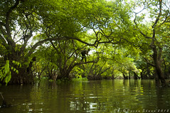 Ratargul Swamp Forest !