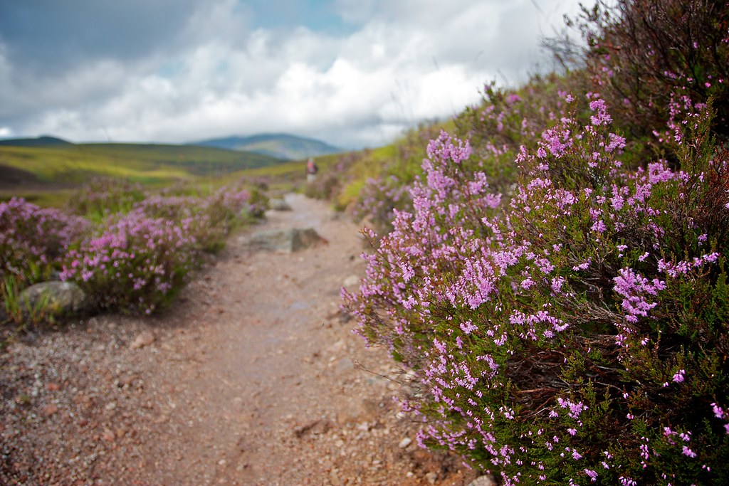 Heather in the Cairngorms