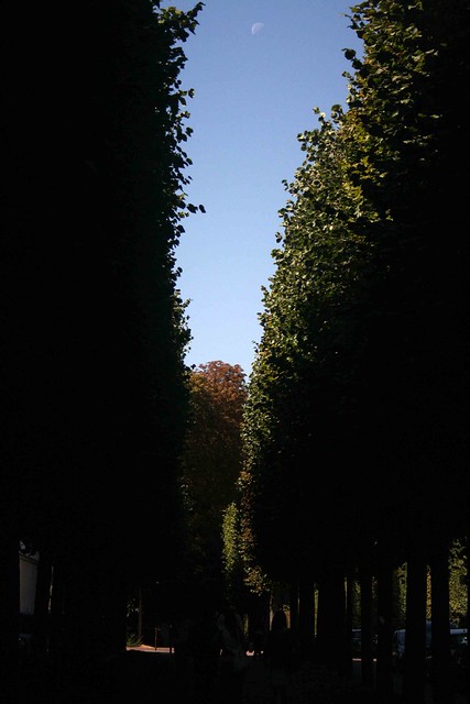 Photo Essay –Trees of Paris, Around Town