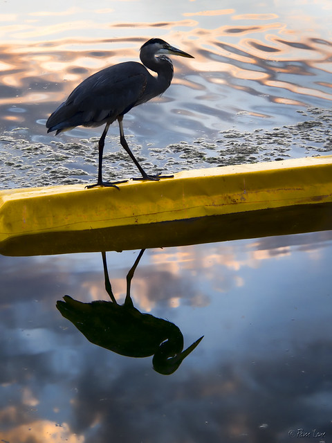 Malibu lagoon fishing bird