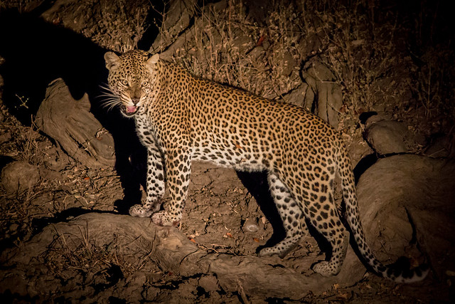 Wild Leopard at Night - South Luangwa, Zambia