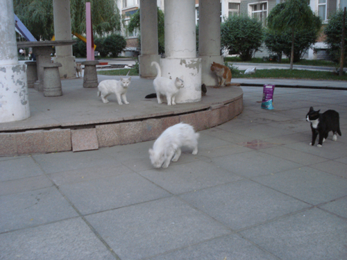 Cats in Shenyang, China _ 0143