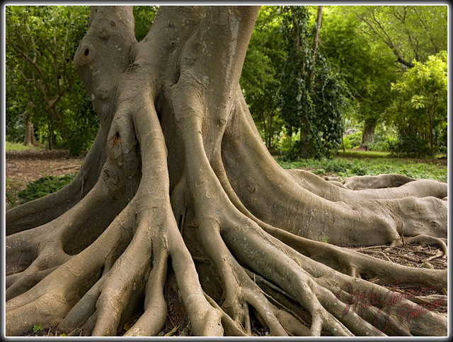 Roots | Flickr - Photo Sharing!