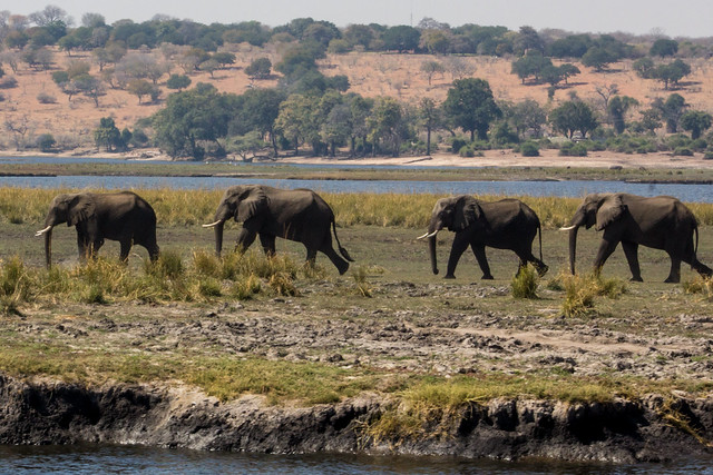 Elephants in a Line - Chobe Safari - Botswana