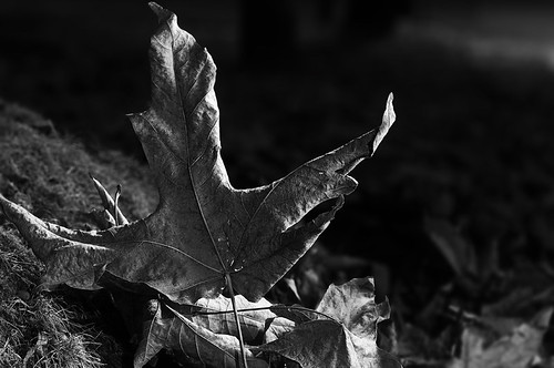 Grey Leaf by petetaylor
