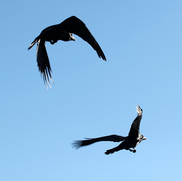 Ravens in flight - Alaska Wildlife Conservation Center near Anchorage