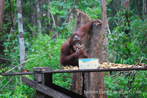 orangutan at Tanjung Putting National Park Indonesia (17)