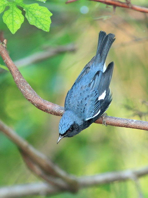 Black-throated Blue Warbler male 20121009