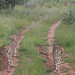 Camp Otjitotongwe Cheetahs - IMG_3695_CR2
