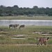 Etosha National Park impressions, Namibia - IMG_3260_CR2_v1