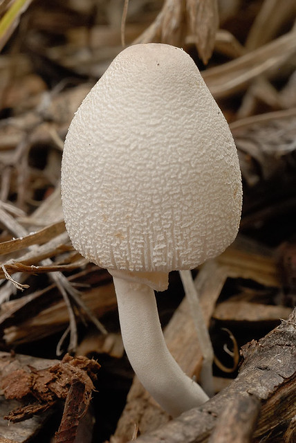 Shaw Nature Reserve, in Gray Summit, Missouri, USA - mushroom 1