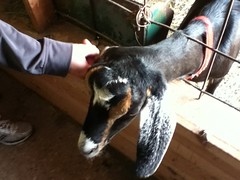 Goat at Dreamfarm