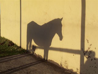 Pony Shadow, South Africa