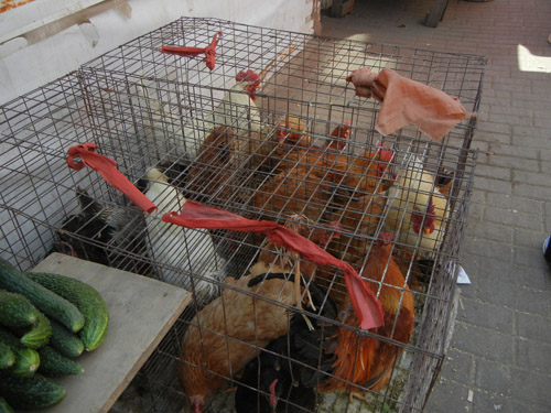 Live Chickens in Cage in Farmer's Market, Shenyang, China _ 0446