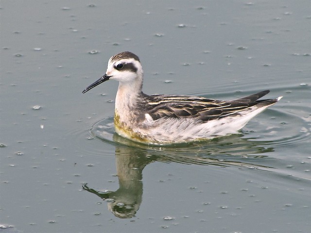 Red-necked Phalarope at Gridley Wastewater Treatment Ponds 140