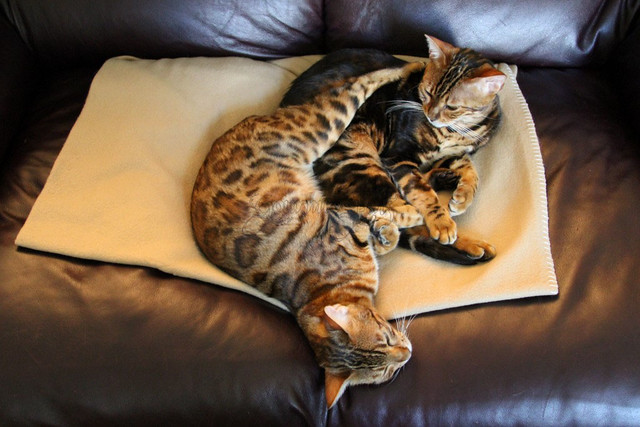 Cuddling Bengals