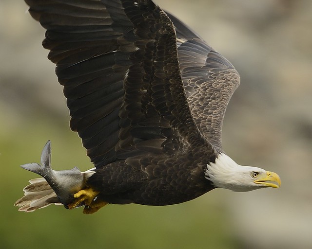 Eagle has his lunch