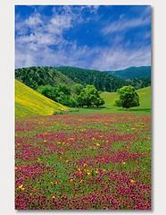 California Wildflowers - Gallery Wrapped Canvas