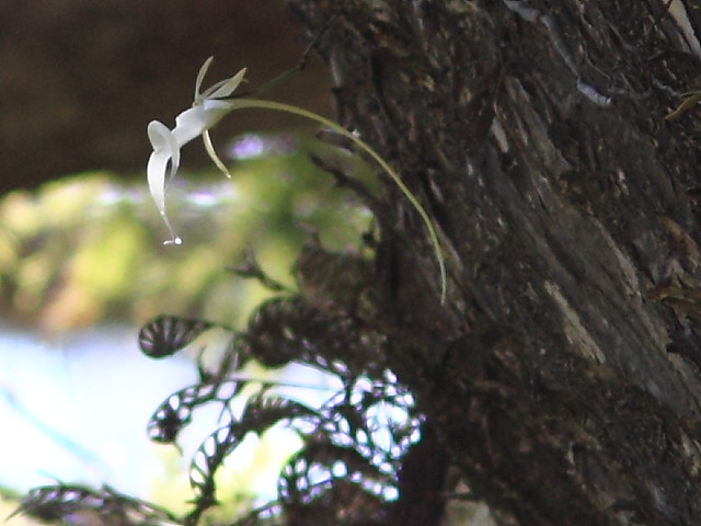 Ghost Orchid 2-20120930