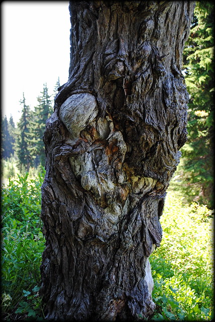 a gnarly tree along the Paradise Park Loop trail - Mt. Hood