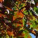 20121008 Red Maple (Acer rubrum)? posted by chipmunk_1 to Flickr