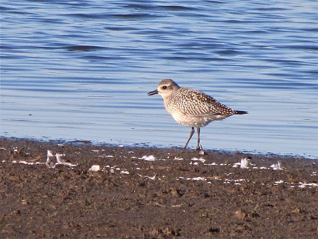 Black-bellied Plover at Evergreen Lake in McLean County 01