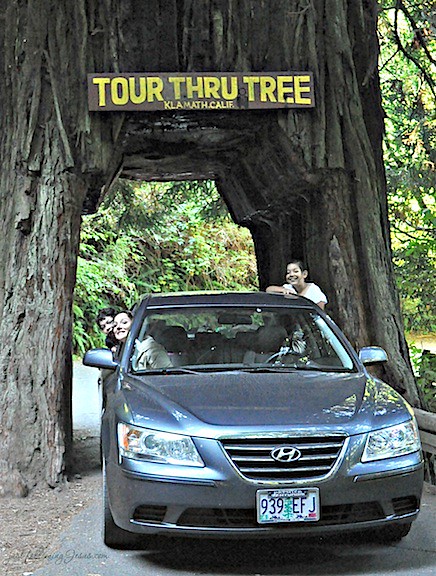 redwoods 5.jpg